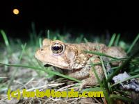 /home//u458753944/public_html/sourcegallery//Roxborough Toad Detour/2013-2019/2016/2016-03-31/P3310687.JPG